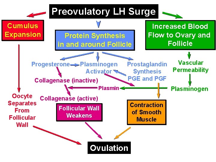 Preovulatory LH Surge Cumulus Expansion Protein Synthesis in and around Follicle Plasminogen Activator Collagenase