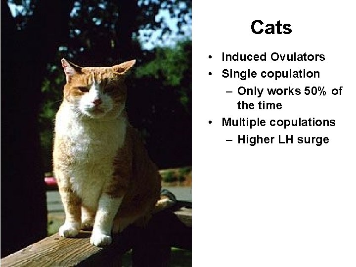 Cats • Induced Ovulators • Single copulation – Only works 50% of the time