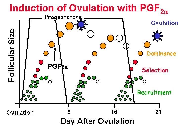 Induction of Ovulation with PGF 2 Follicular Size Progesterone Ovulation Dominance PGF 2 Selection