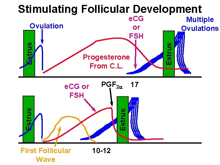 Stimulating Follicular Development e. CG or FSH Estrus Ovulation Progesterone From C. L. PGF