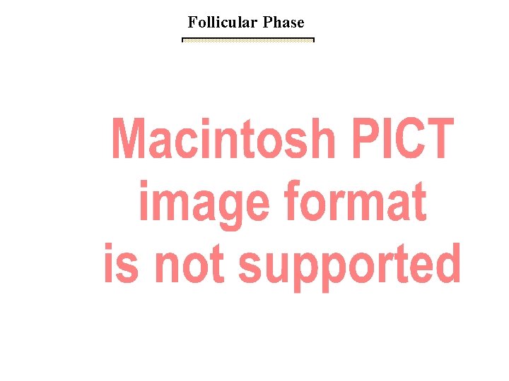 Follicular Phase 