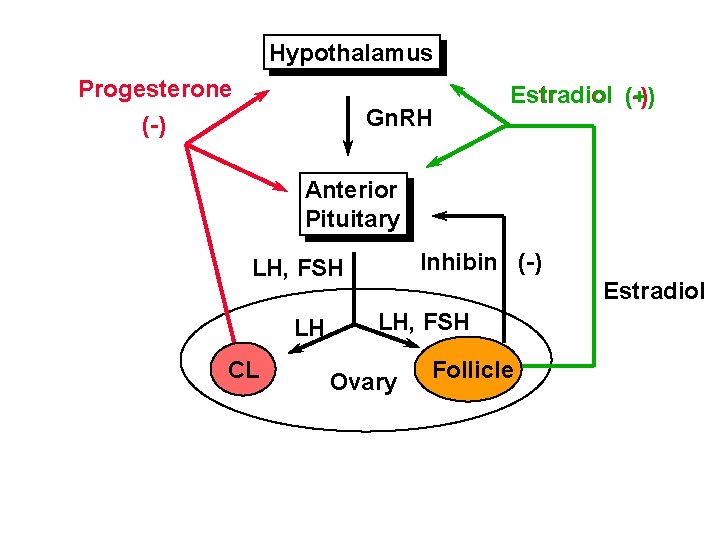Hypothalamus Progesterone (-) Gn. RH Estradiol (-) (+) Anterior Pituitary Inhibin (-) LH, FSH