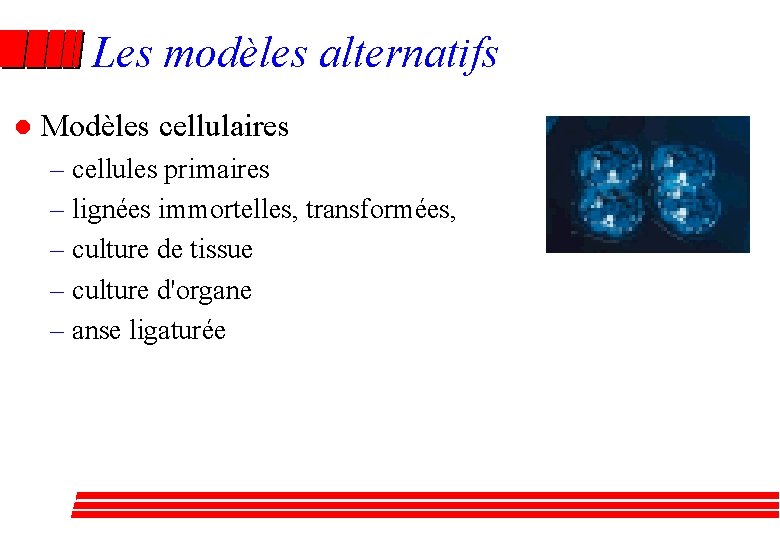 Les modèles alternatifs l Modèles cellulaires – cellules primaires – lignées immortelles, transformées, –