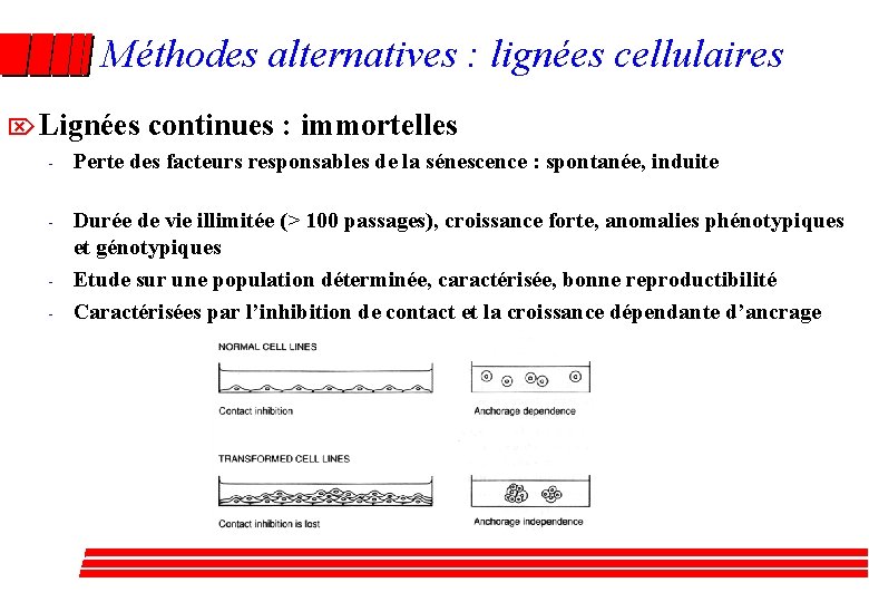 Méthodes alternatives : lignées cellulaires ÖLignées continues : immortelles - Perte des facteurs responsables