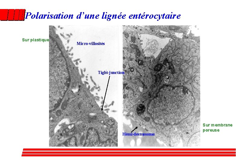 Polarisation d’une lignée entérocytaire Sur plastique Micro-villosités Tight-junction Hémi-desmosome Sur membrane poreuse 