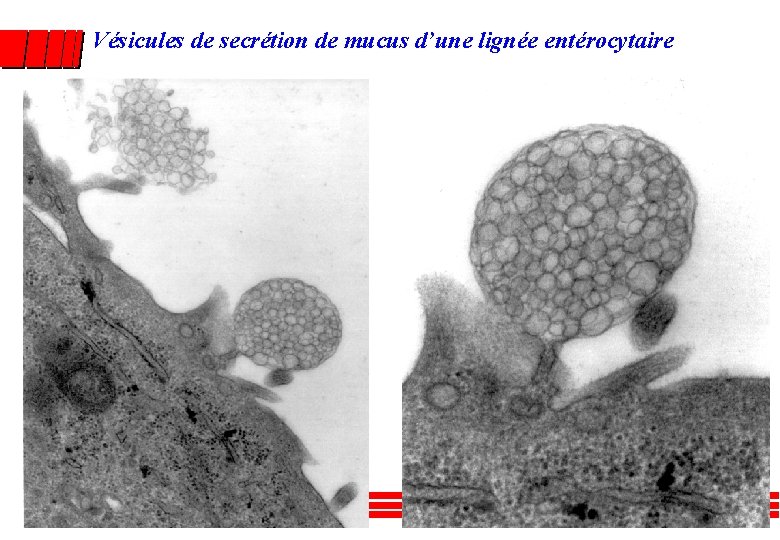 Vésicules de secrétion de mucus d’une lignée entérocytaire 