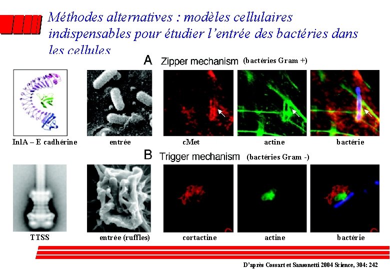 Méthodes alternatives : modèles cellulaires indispensables pour étudier l’entrée des bactéries dans les cellules