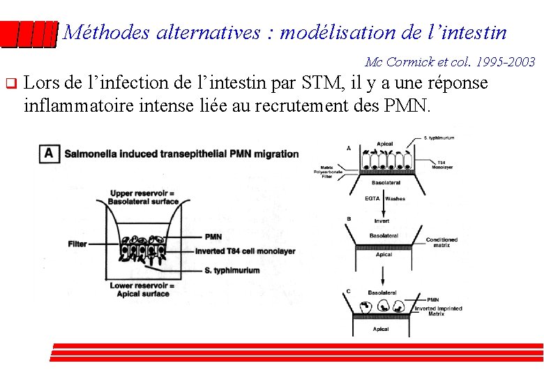 Méthodes alternatives : modélisation de l’intestin Mc Cormick et col. 1995 -2003 q Lors