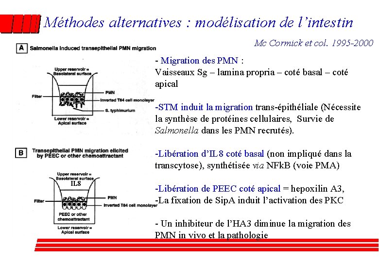 Méthodes alternatives : modélisation de l’intestin Mc Cormick et col. 1995 -2000 - Migration