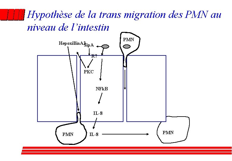 Hypothèse de la trans migration des PMN au niveau de l’intestin PMN Hepoxillin. A