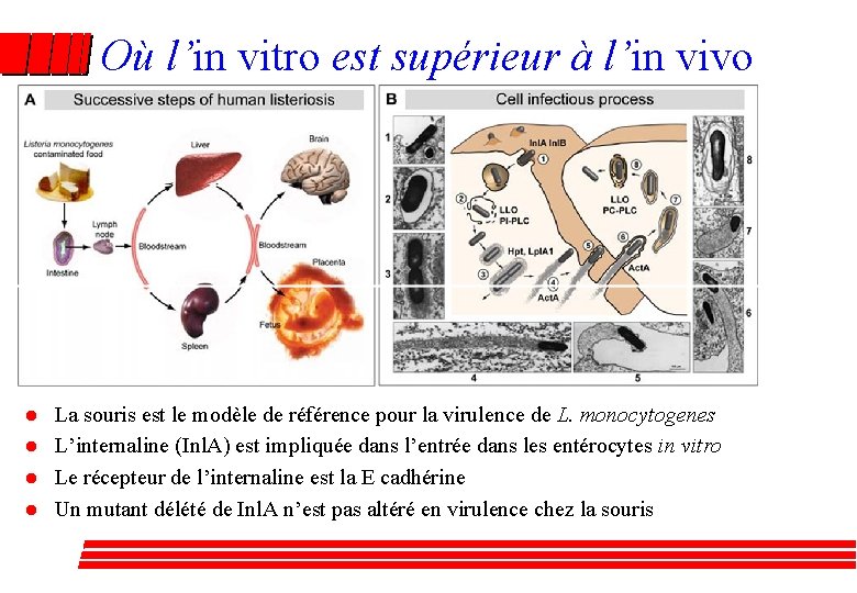 Où l’in vitro est supérieur à l’in vivo l l La souris est le