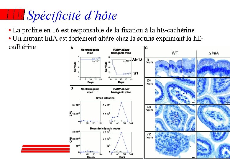 Spécificité d’hôte • La proline en 16 est responsable de la fixation à la