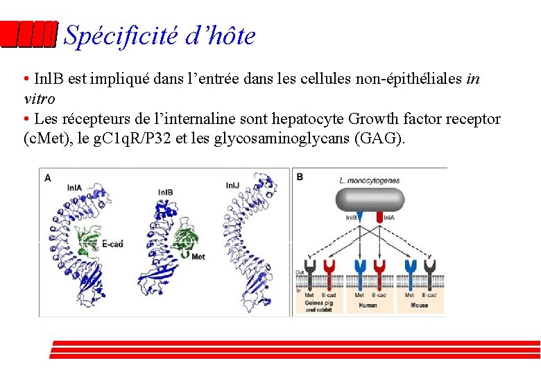 Spécificité d’hôte • Inl. B est impliqué dans l’entrée dans les cellules non-épithéliales in