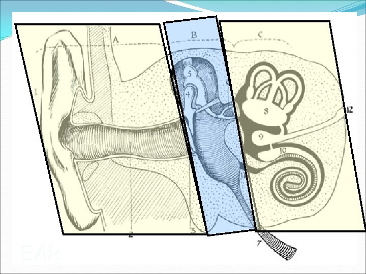 EAR 