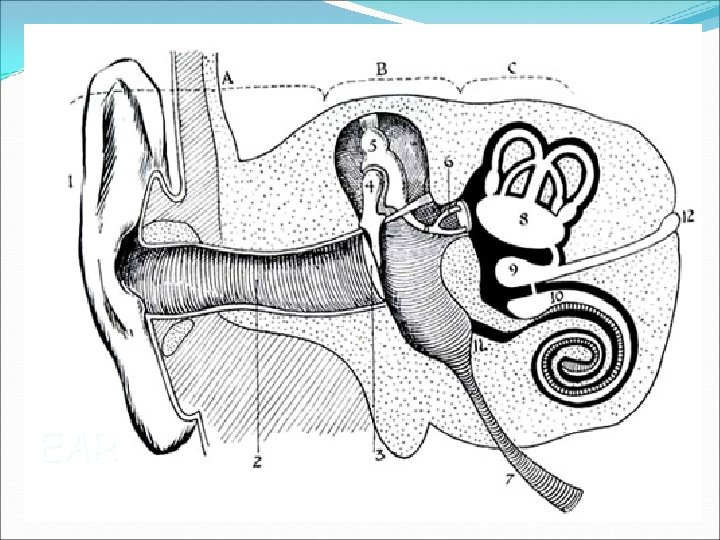 EAR 