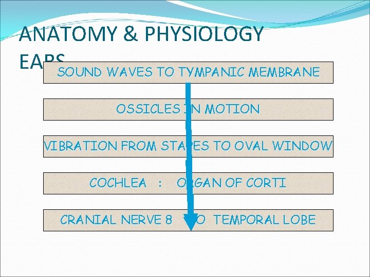 ANATOMY & PHYSIOLOGY EARSSOUND WAVES TO TYMPANIC MEMBRANE OSSICLES IN MOTION VIBRATION FROM STAPES