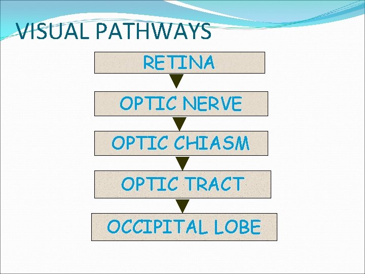 VISUAL PATHWAYS RETINA OPTIC NERVE OPTIC CHIASM OPTIC TRACT OCCIPITAL LOBE 