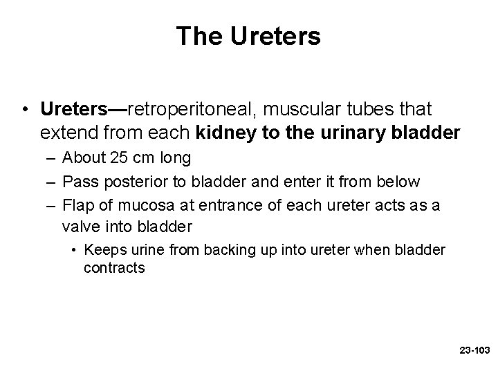 The Ureters • Ureters—retroperitoneal, muscular tubes that extend from each kidney to the urinary The Ureters • Ureters—retroperitoneal, muscular tubes that extend from each kidney to the urinary