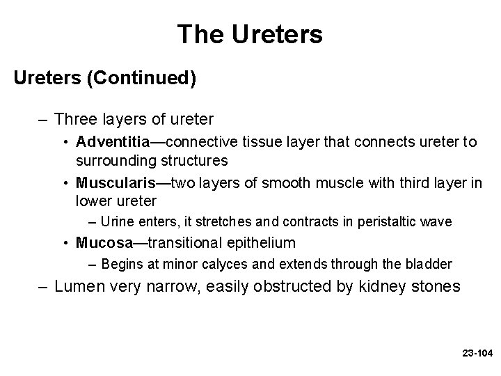 The Ureters (Continued) – Three layers of ureter • Adventitia—connective tissue layer that connects The Ureters (Continued) – Three layers of ureter • Adventitia—connective tissue layer that connects