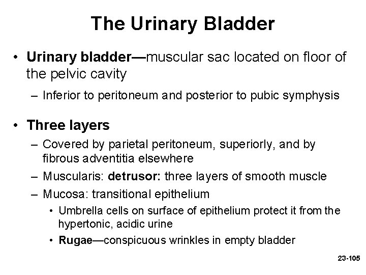 The Urinary Bladder • Urinary bladder—muscular sac located on floor of the pelvic cavity The Urinary Bladder • Urinary bladder—muscular sac located on floor of the pelvic cavity