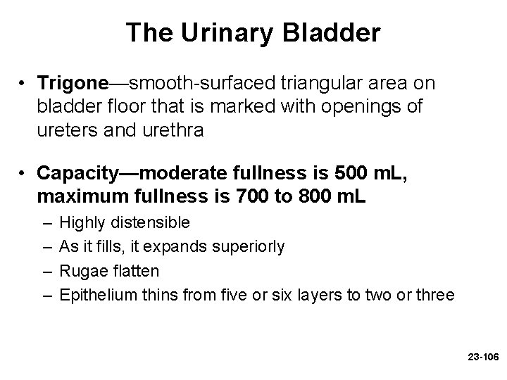 The Urinary Bladder • Trigone—smooth-surfaced triangular area on bladder floor that is marked with The Urinary Bladder • Trigone—smooth-surfaced triangular area on bladder floor that is marked with