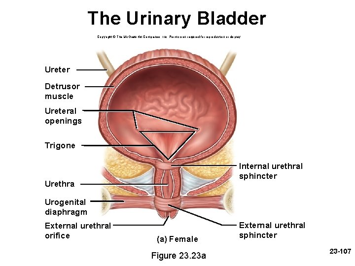 The Urinary Bladder Copyright © The Mc. Graw-Hill Companies, Inc. Permission required for reproduction The Urinary Bladder Copyright © The Mc. Graw-Hill Companies, Inc. Permission required for reproduction