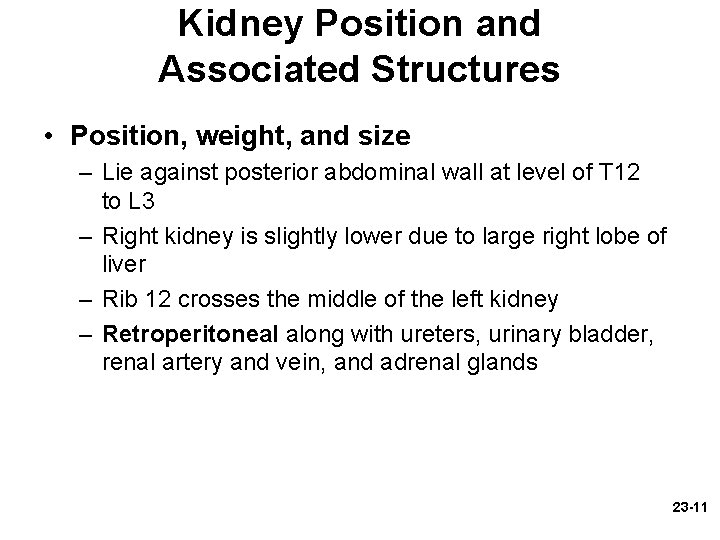 Kidney Position and Associated Structures • Position, weight, and size – Lie against posterior Kidney Position and Associated Structures • Position, weight, and size – Lie against posterior