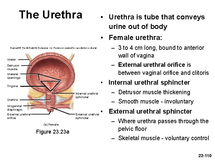 The Urethra • Urethra is tube that conveys urine out of body • Female The Urethra • Urethra is tube that conveys urine out of body • Female