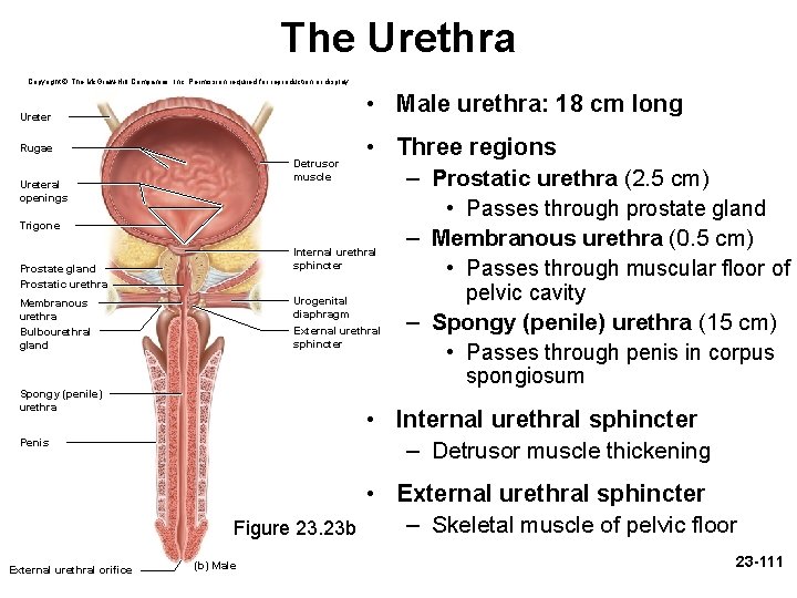 The Urethra Copyright © The Mc. Graw-Hill Companies, Inc. Permission required for reproduction or The Urethra Copyright © The Mc. Graw-Hill Companies, Inc. Permission required for reproduction or