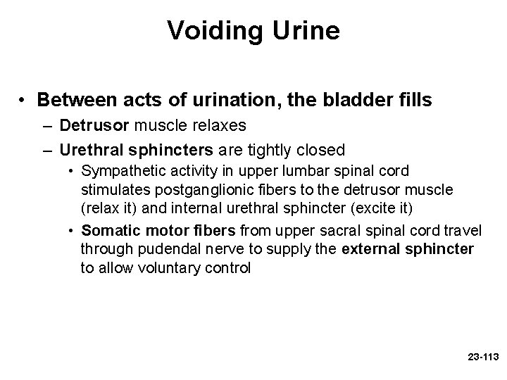 Voiding Urine • Between acts of urination, the bladder fills – Detrusor muscle relaxes Voiding Urine • Between acts of urination, the bladder fills – Detrusor muscle relaxes