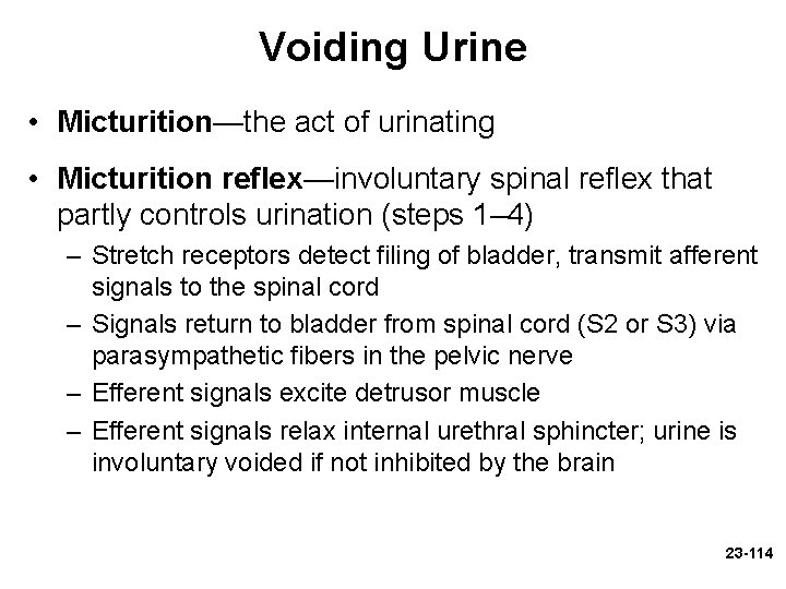 Voiding Urine • Micturition—the act of urinating • Micturition reflex—involuntary spinal reflex that partly Voiding Urine • Micturition—the act of urinating • Micturition reflex—involuntary spinal reflex that partly