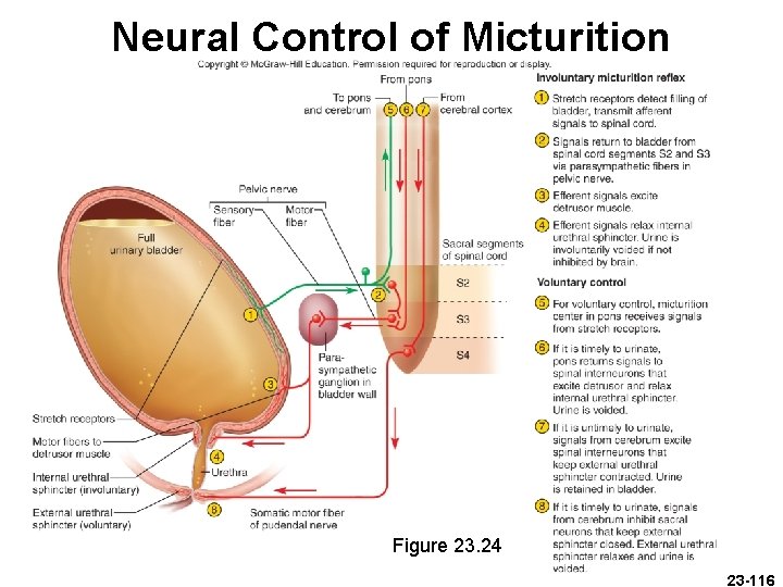 Neural Control of Micturition Figure 23. 24 23 -116 Neural Control of Micturition Figure 23. 24 23 -116