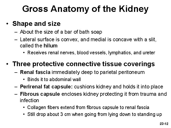 Gross Anatomy of the Kidney • Shape and size – About the size of Gross Anatomy of the Kidney • Shape and size – About the size of
