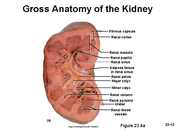 Gross Anatomy of the Kidney Fibrous capsule Renal cortex Renal medulla Renal papilla Renal Gross Anatomy of the Kidney Fibrous capsule Renal cortex Renal medulla Renal papilla Renal