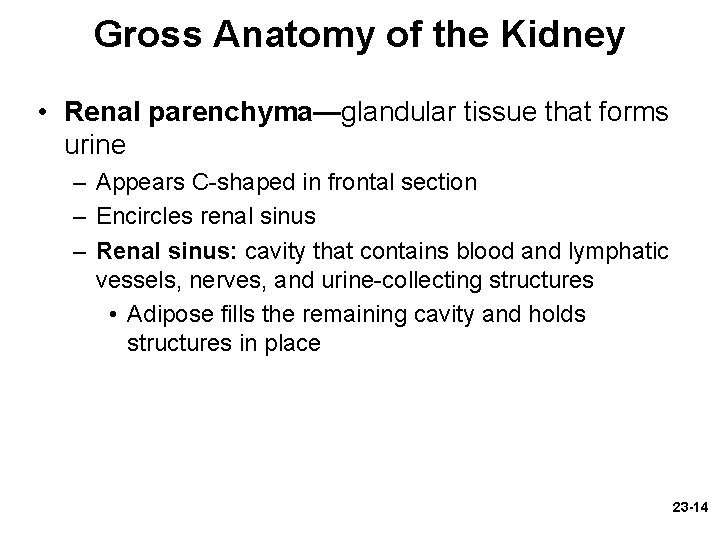 Gross Anatomy of the Kidney • Renal parenchyma—glandular tissue that forms urine – Appears Gross Anatomy of the Kidney • Renal parenchyma—glandular tissue that forms urine – Appears