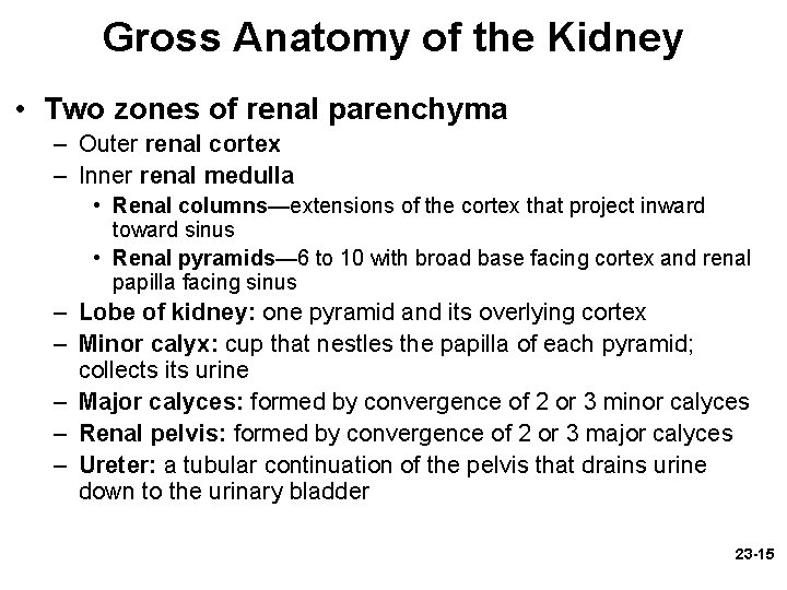 Gross Anatomy of the Kidney • Two zones of renal parenchyma – Outer renal Gross Anatomy of the Kidney • Two zones of renal parenchyma – Outer renal