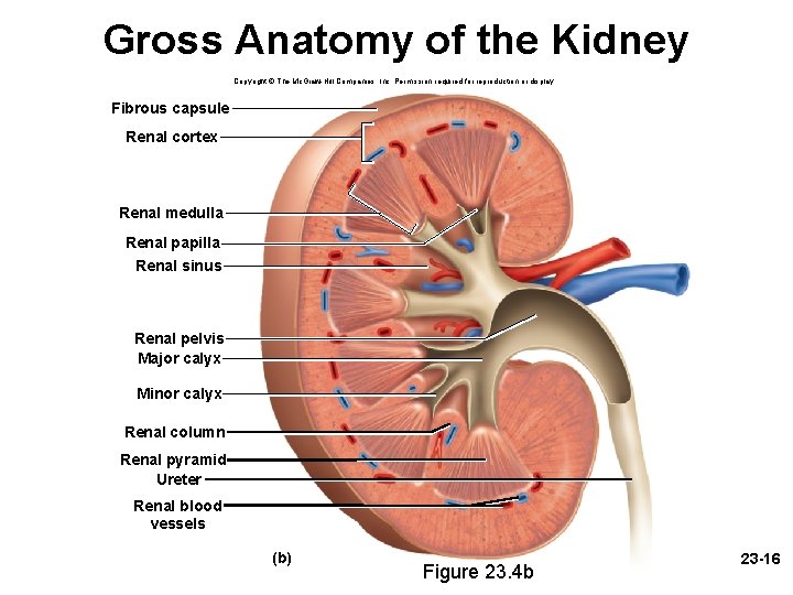 Gross Anatomy of the Kidney Copyright © The Mc. Graw-Hill Companies, Inc. Permission required Gross Anatomy of the Kidney Copyright © The Mc. Graw-Hill Companies, Inc. Permission required