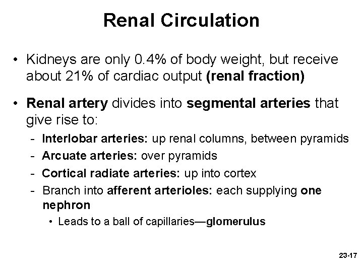Renal Circulation • Kidneys are only 0. 4% of body weight, but receive about Renal Circulation • Kidneys are only 0. 4% of body weight, but receive about