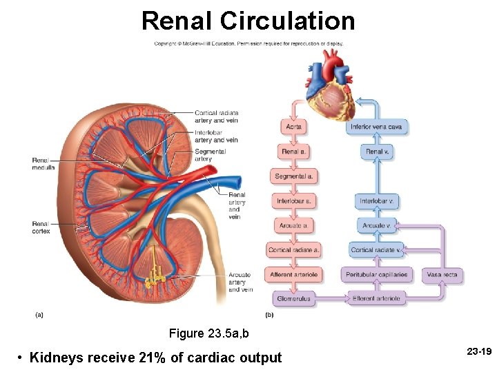 Renal Circulation Figure 23. 5 a, b • Kidneys receive 21% of cardiac output Renal Circulation Figure 23. 5 a, b • Kidneys receive 21% of cardiac output