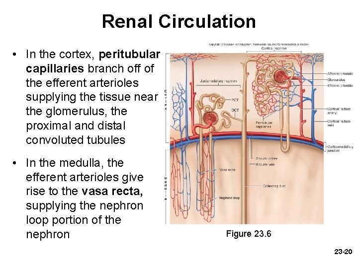 Renal Circulation • In the cortex, peritubular capillaries branch off of the efferent arterioles Renal Circulation • In the cortex, peritubular capillaries branch off of the efferent arterioles