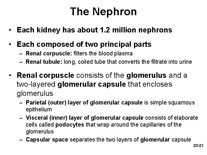 The Nephron • Each kidney has about 1. 2 million nephrons • Each composed The Nephron • Each kidney has about 1. 2 million nephrons • Each composed