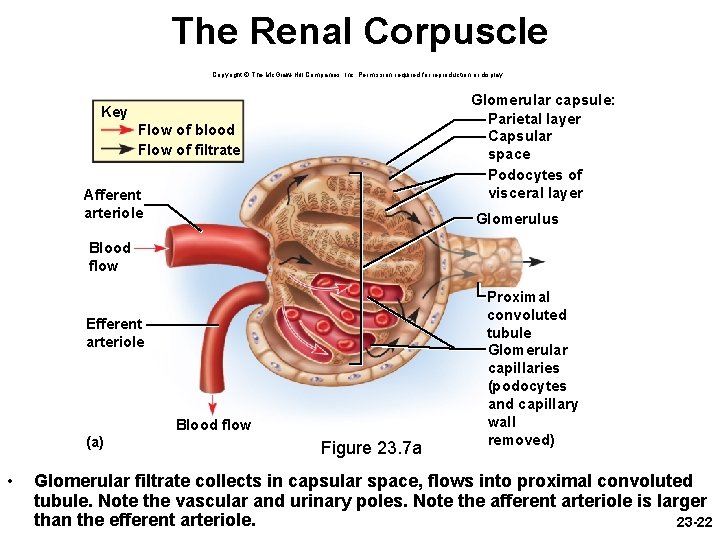 The Renal Corpuscle Copyright © The Mc. Graw-Hill Companies, Inc. Permission required for reproduction The Renal Corpuscle Copyright © The Mc. Graw-Hill Companies, Inc. Permission required for reproduction