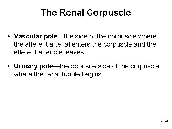 The Renal Corpuscle • Vascular pole—the side of the corpuscle where the afferent arterial The Renal Corpuscle • Vascular pole—the side of the corpuscle where the afferent arterial