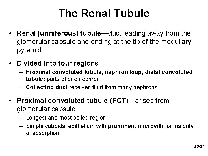 The Renal Tubule • Renal (uriniferous) tubule—duct leading away from the glomerular capsule and The Renal Tubule • Renal (uriniferous) tubule—duct leading away from the glomerular capsule and