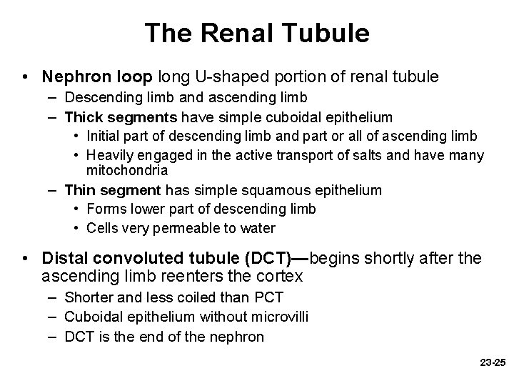 The Renal Tubule • Nephron loop long U-shaped portion of renal tubule – Descending The Renal Tubule • Nephron loop long U-shaped portion of renal tubule – Descending