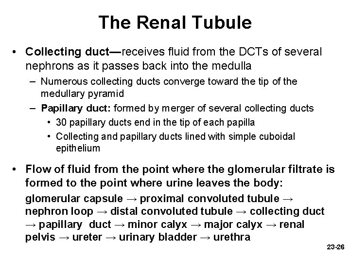 The Renal Tubule • Collecting duct—receives fluid from the DCTs of several nephrons as The Renal Tubule • Collecting duct—receives fluid from the DCTs of several nephrons as