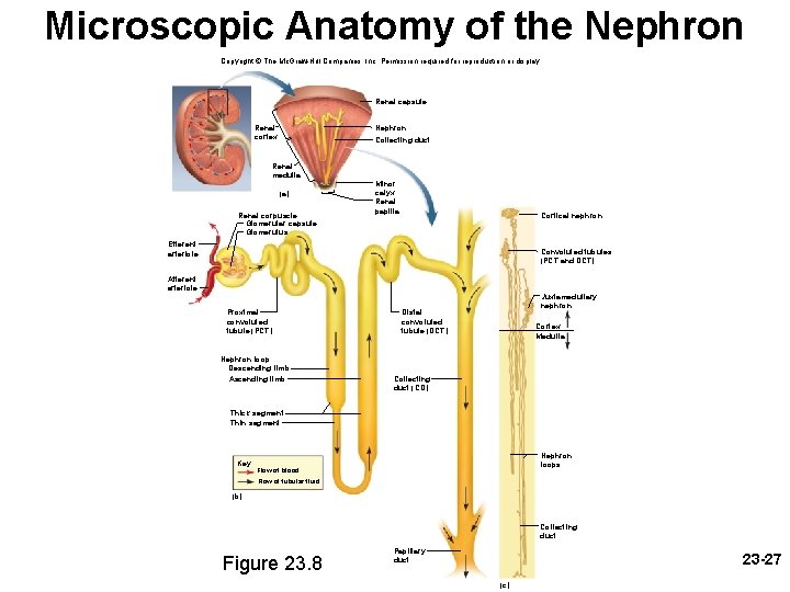 Microscopic Anatomy of the Nephron Copyright © The Mc. Graw-Hill Companies, Inc. Permission required Microscopic Anatomy of the Nephron Copyright © The Mc. Graw-Hill Companies, Inc. Permission required