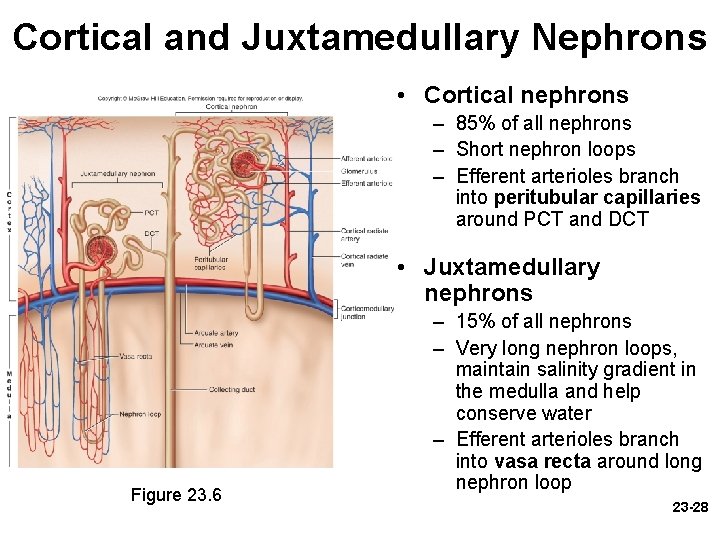 Cortical and Juxtamedullary Nephrons • Cortical nephrons – 85% of all nephrons – Short Cortical and Juxtamedullary Nephrons • Cortical nephrons – 85% of all nephrons – Short