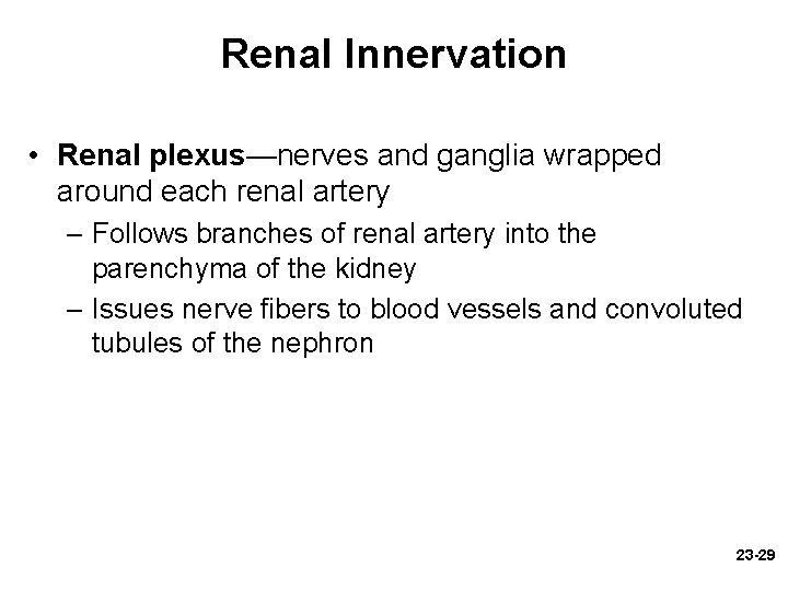 Renal Innervation • Renal plexus—nerves and ganglia wrapped around each renal artery – Follows Renal Innervation • Renal plexus—nerves and ganglia wrapped around each renal artery – Follows
