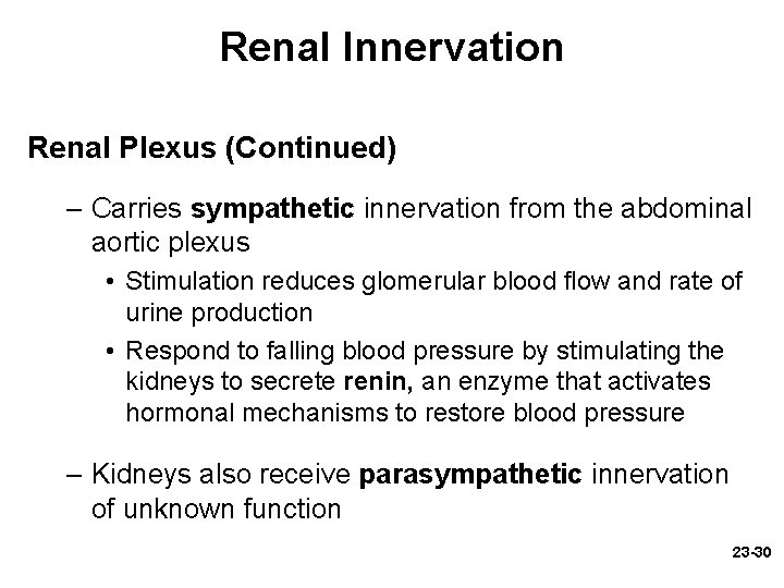 Renal Innervation Renal Plexus (Continued) – Carries sympathetic innervation from the abdominal aortic plexus Renal Innervation Renal Plexus (Continued) – Carries sympathetic innervation from the abdominal aortic plexus